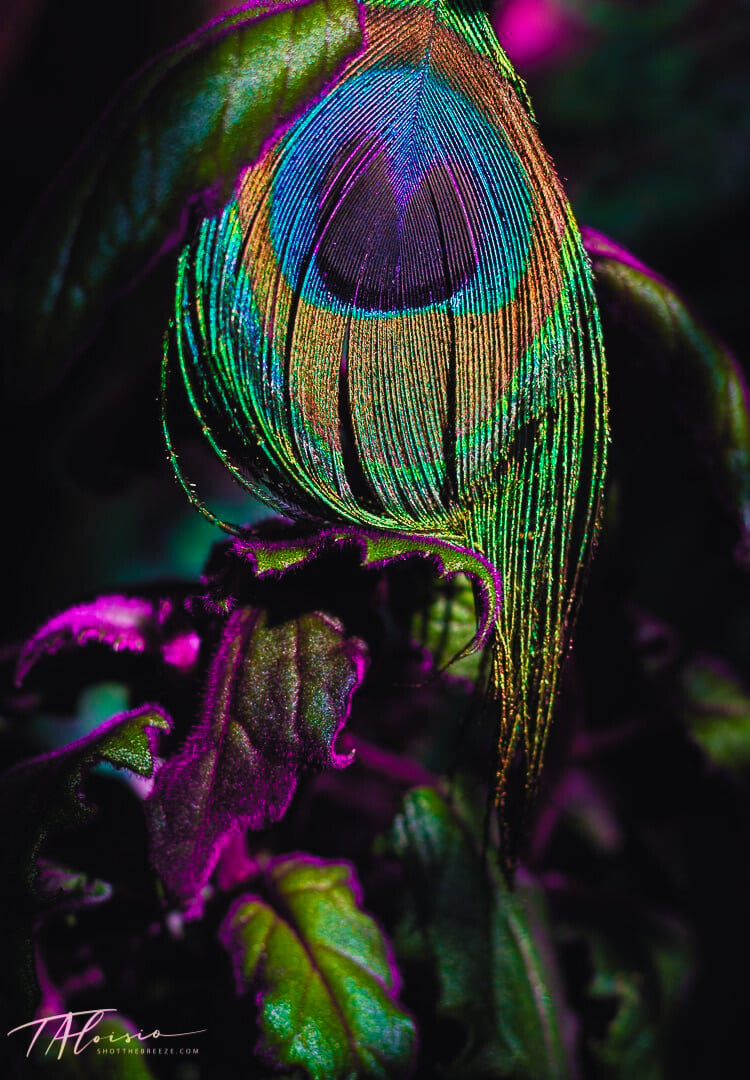 vibrant peacock feather 